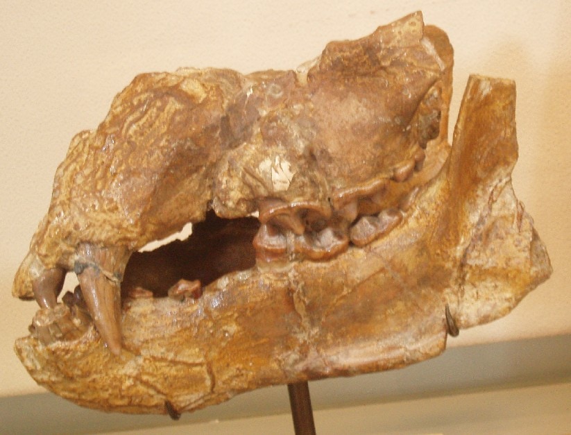 Plithocyon