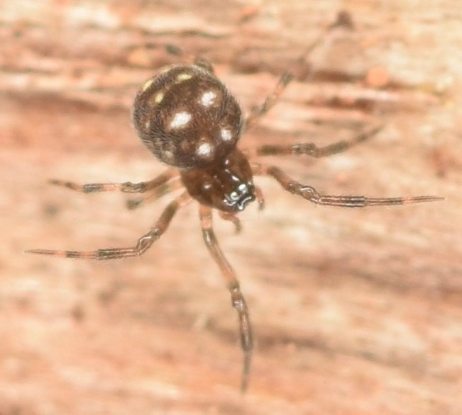 Mysmenidae