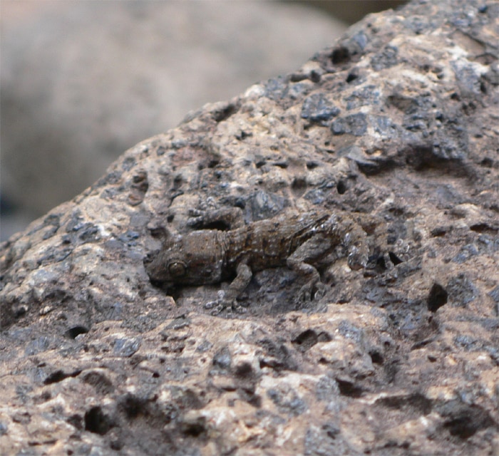 Tarentola delalandii