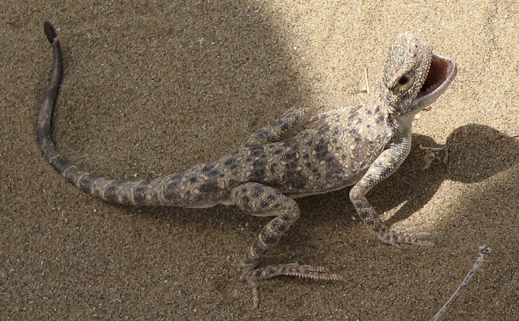 Phrynocephalus scutellatus