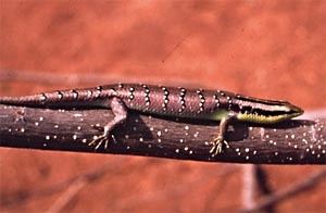 Barred tree skink