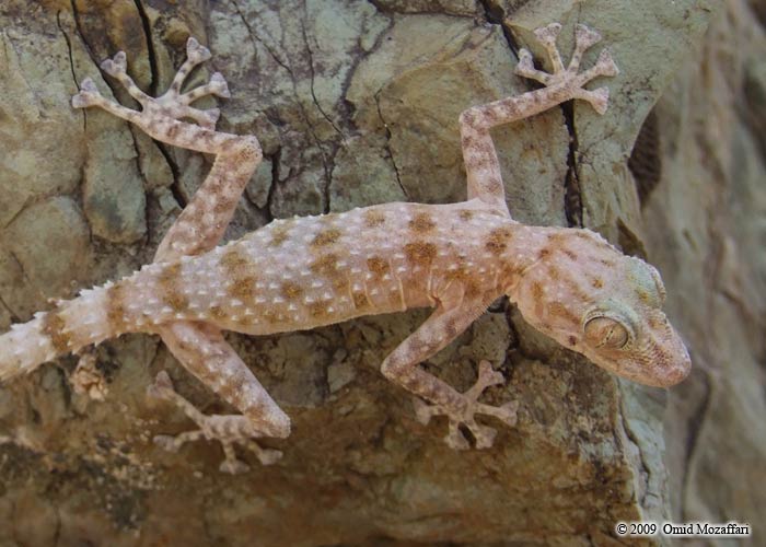Asaccus