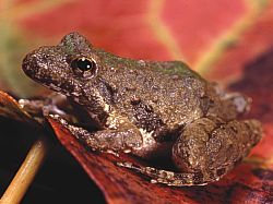 Acris blanchardi
