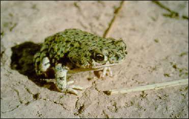 Anaxyrus debilis