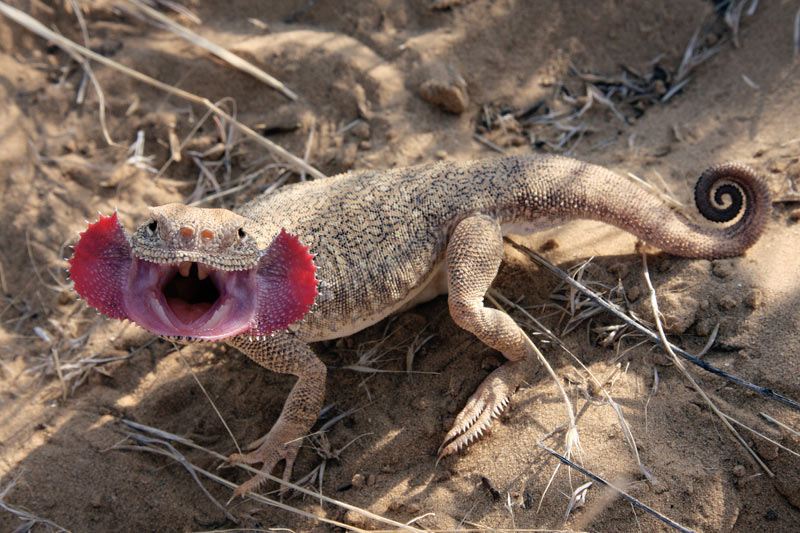 Phrynocephalus mystaceus