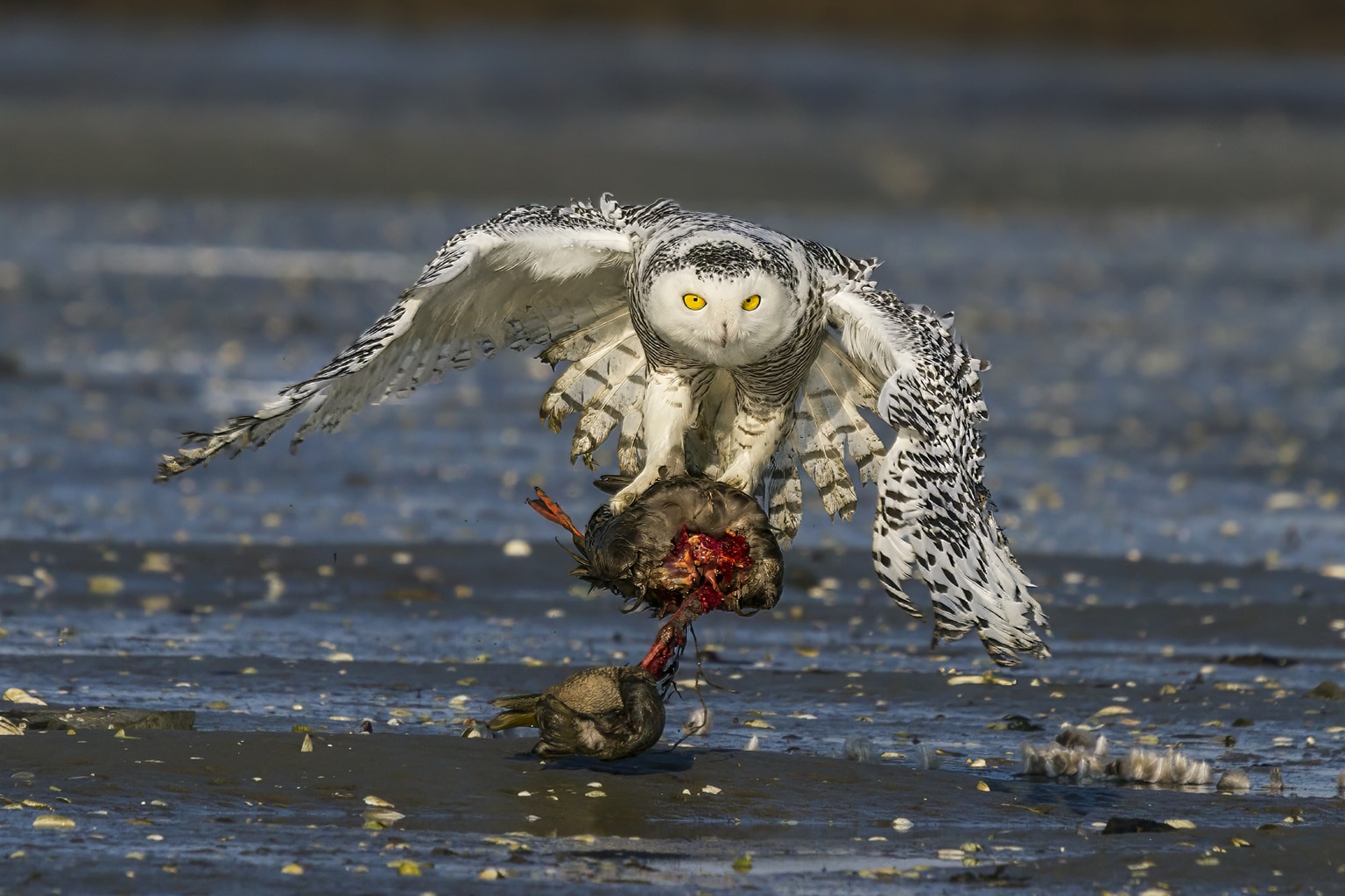 Bubo scandiacus