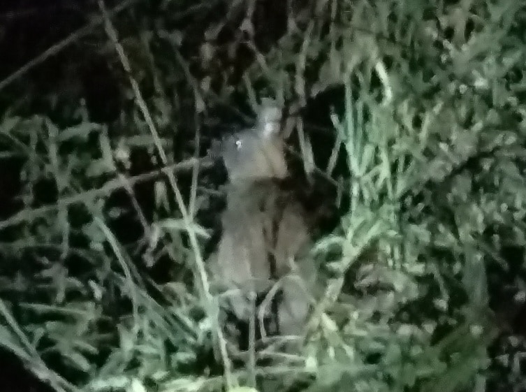 Poelagus