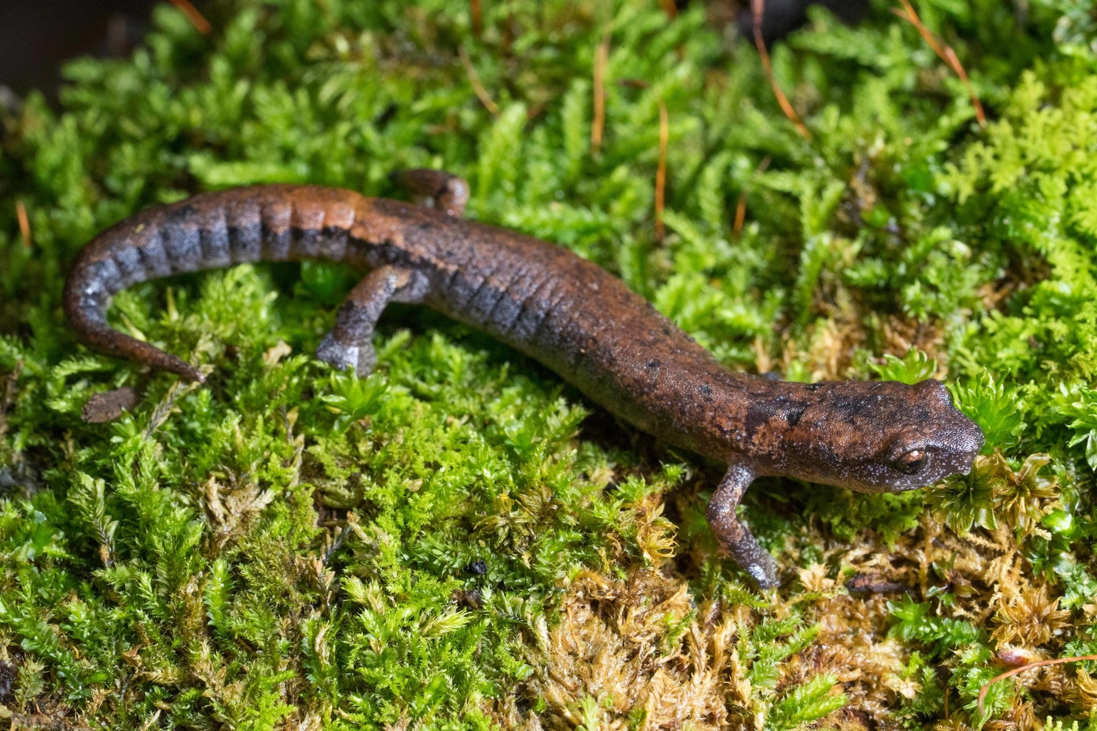 Bolitoglossa hartwegi