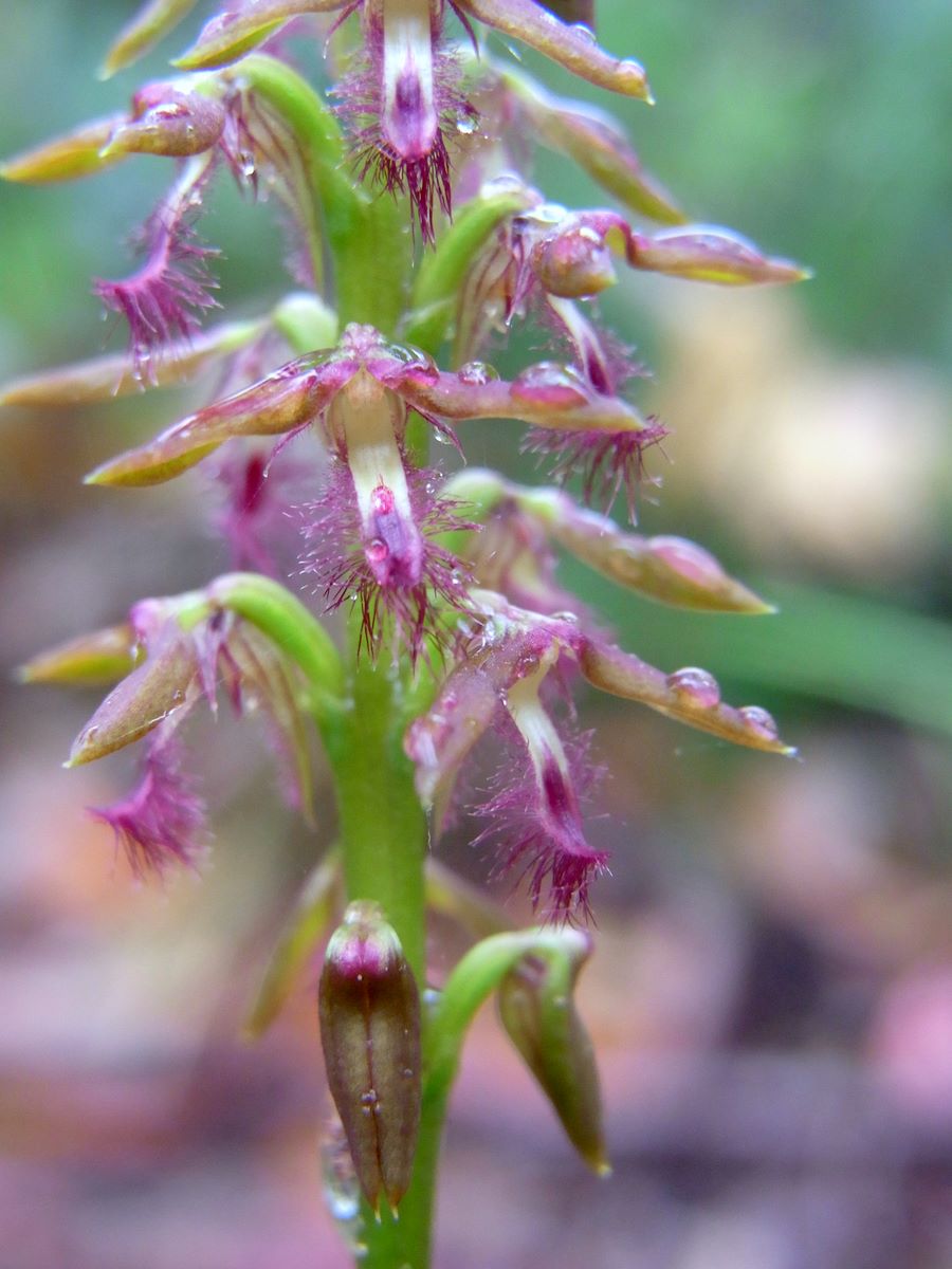 Genoplesium