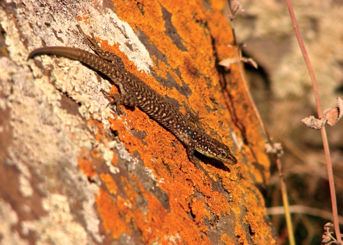 Radde's lizard