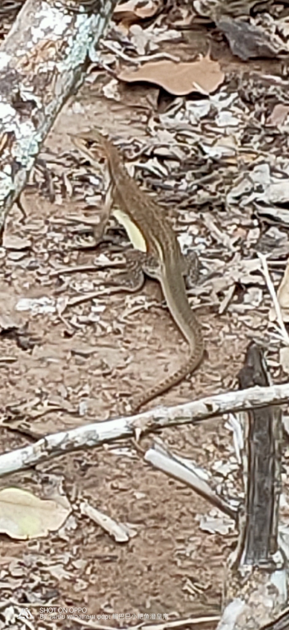 Reeves' butterfly lizard