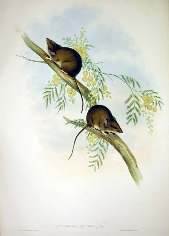 Sminthopsis