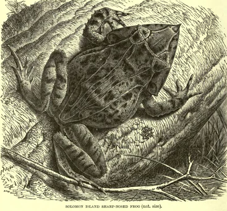Ceratobatrachidae