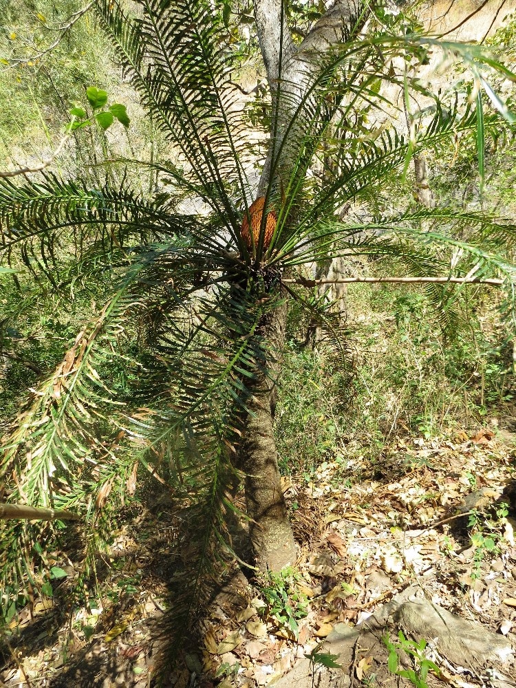 Cycas annaikalensis