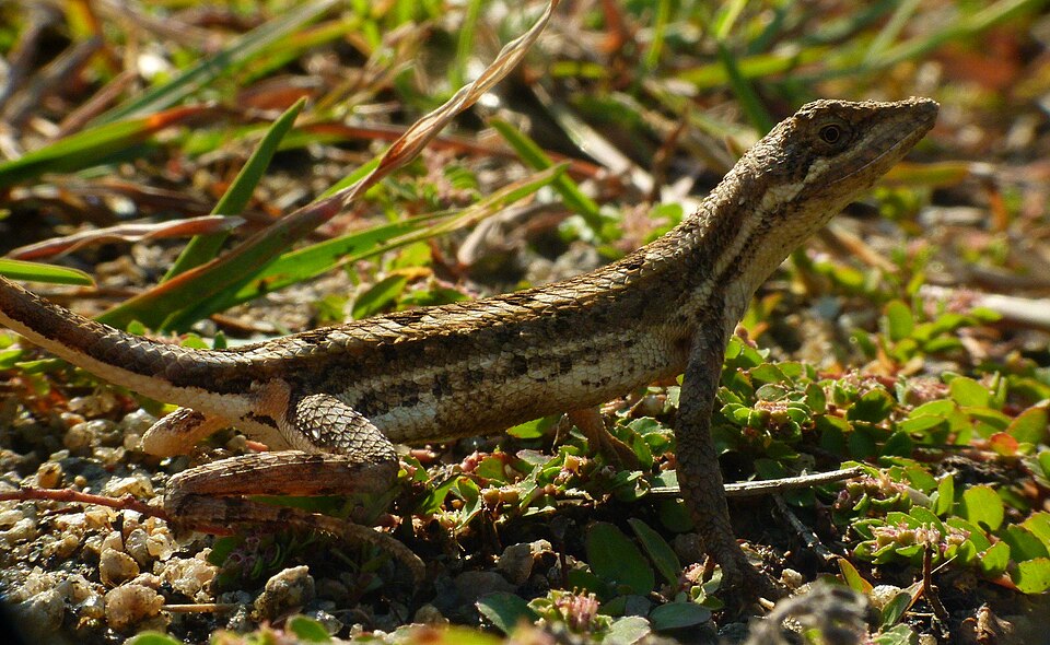 Fan-throated lizard (Sitana ponticeriana)