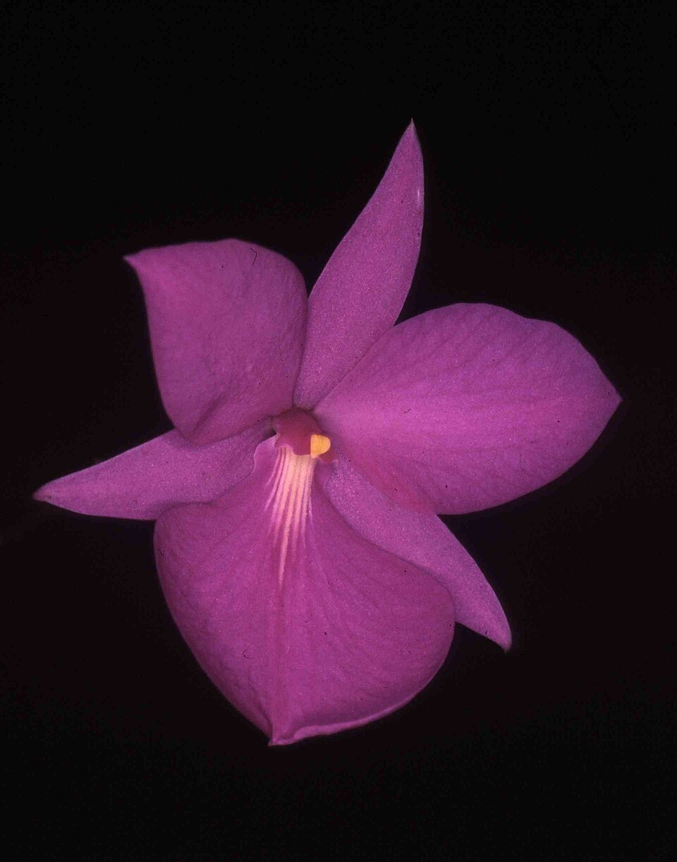 Adamantinia