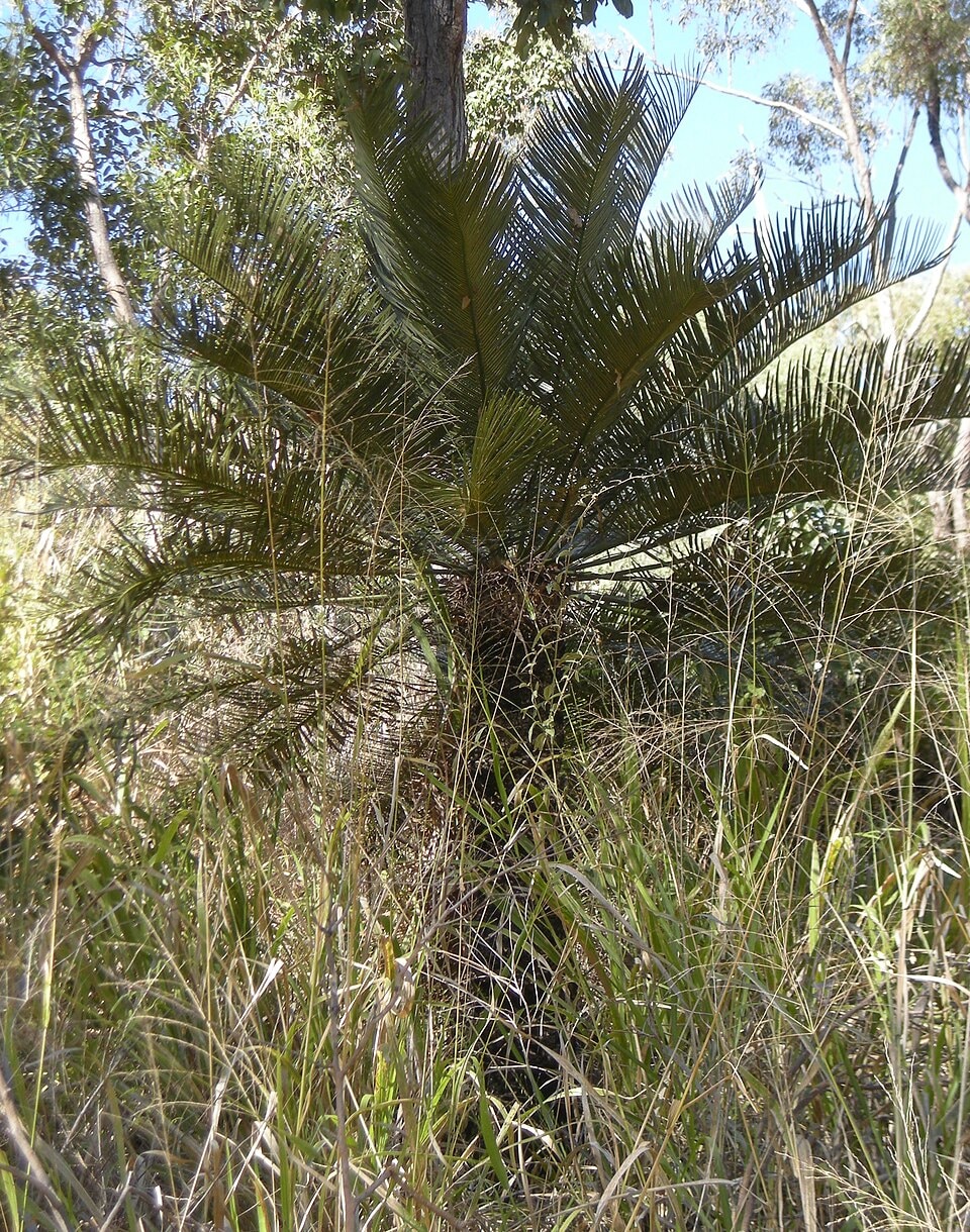 Macrozamia miquelii