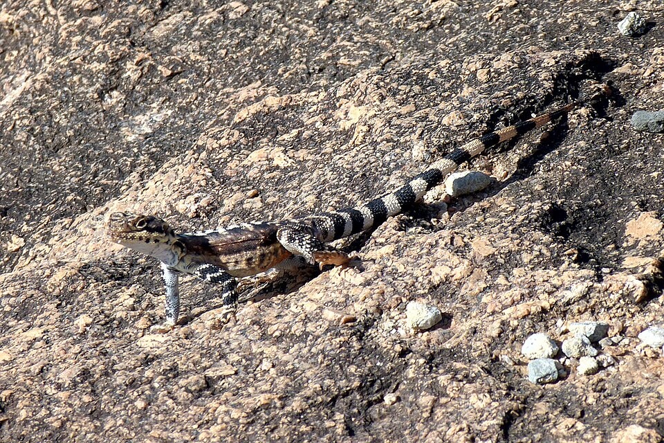 Ornate Crevice-Dragon