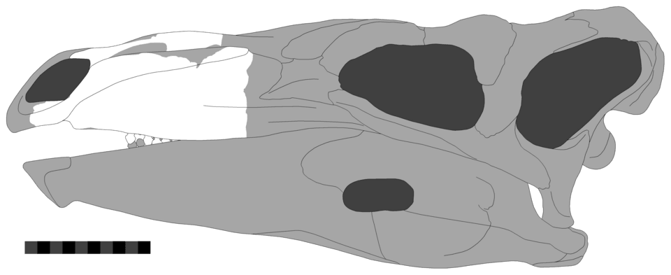 Paranthodon