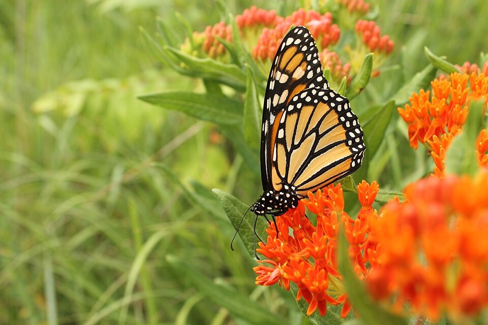 Butterfly Garden