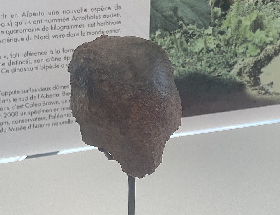 Acrotholus