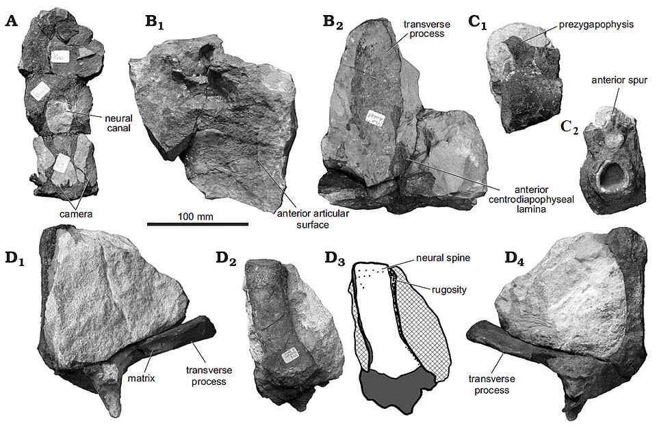 Cruxicheiros