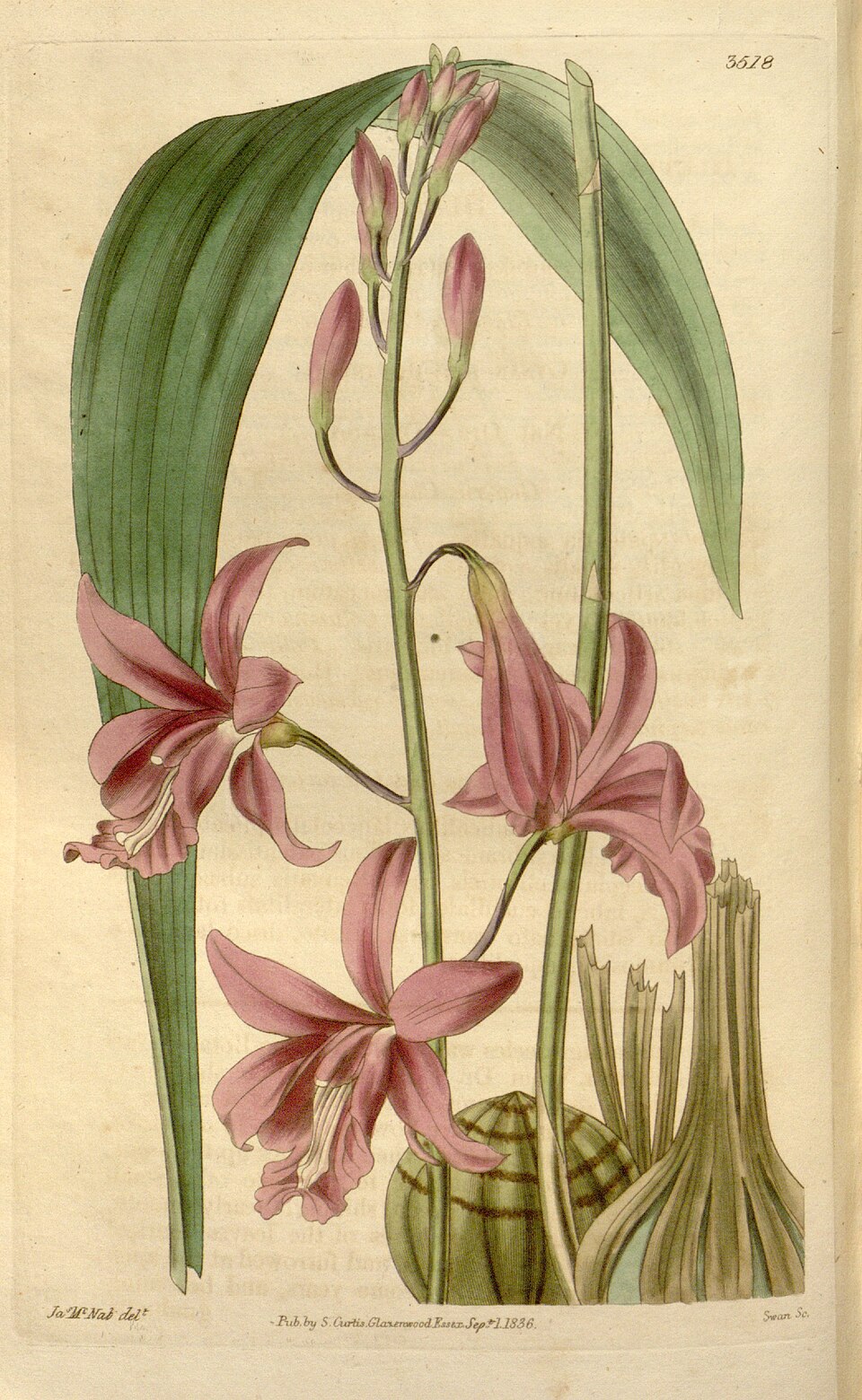 Bletia