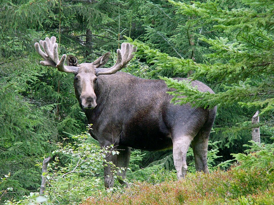 Alces