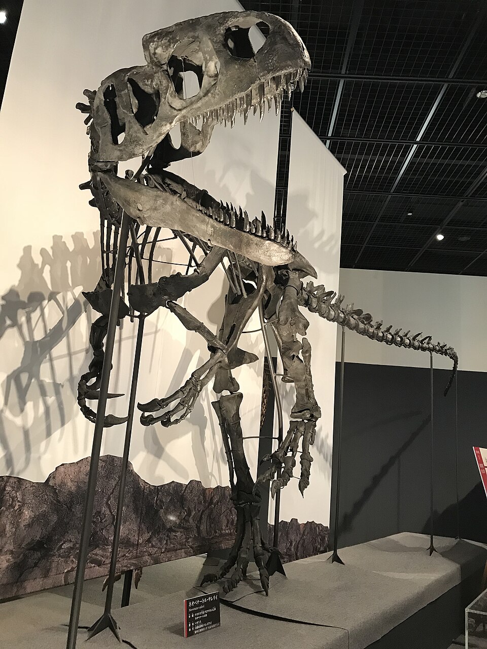 Neovenator