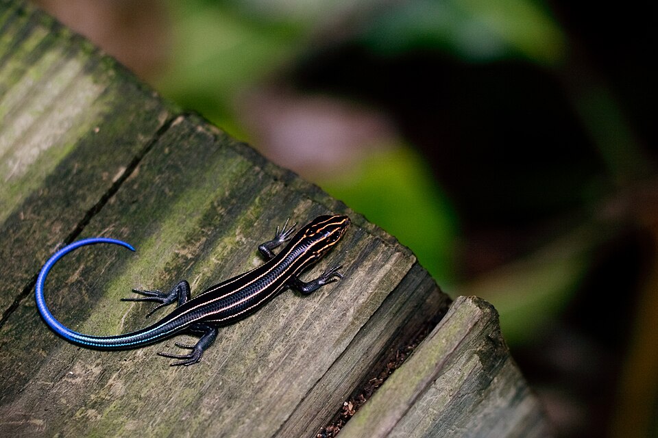 Prairie skink