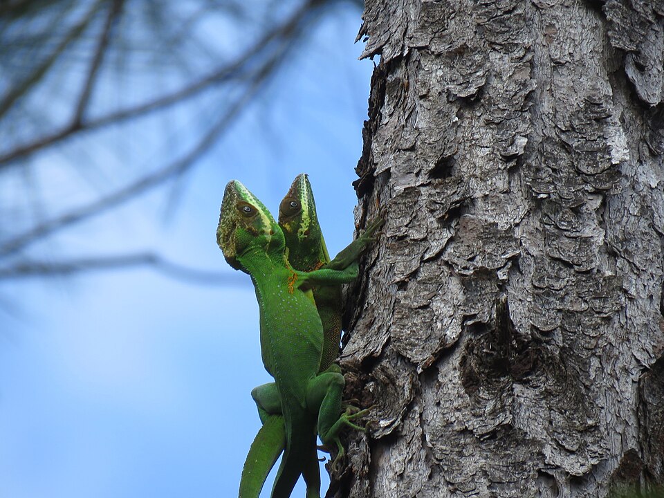 Holguin anole