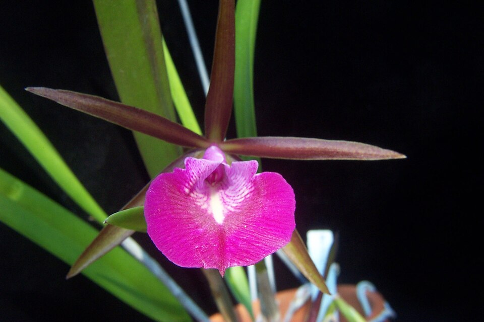 × Brassocattleya