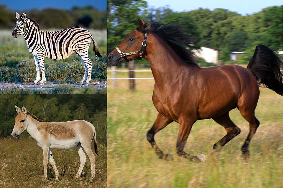 Equus