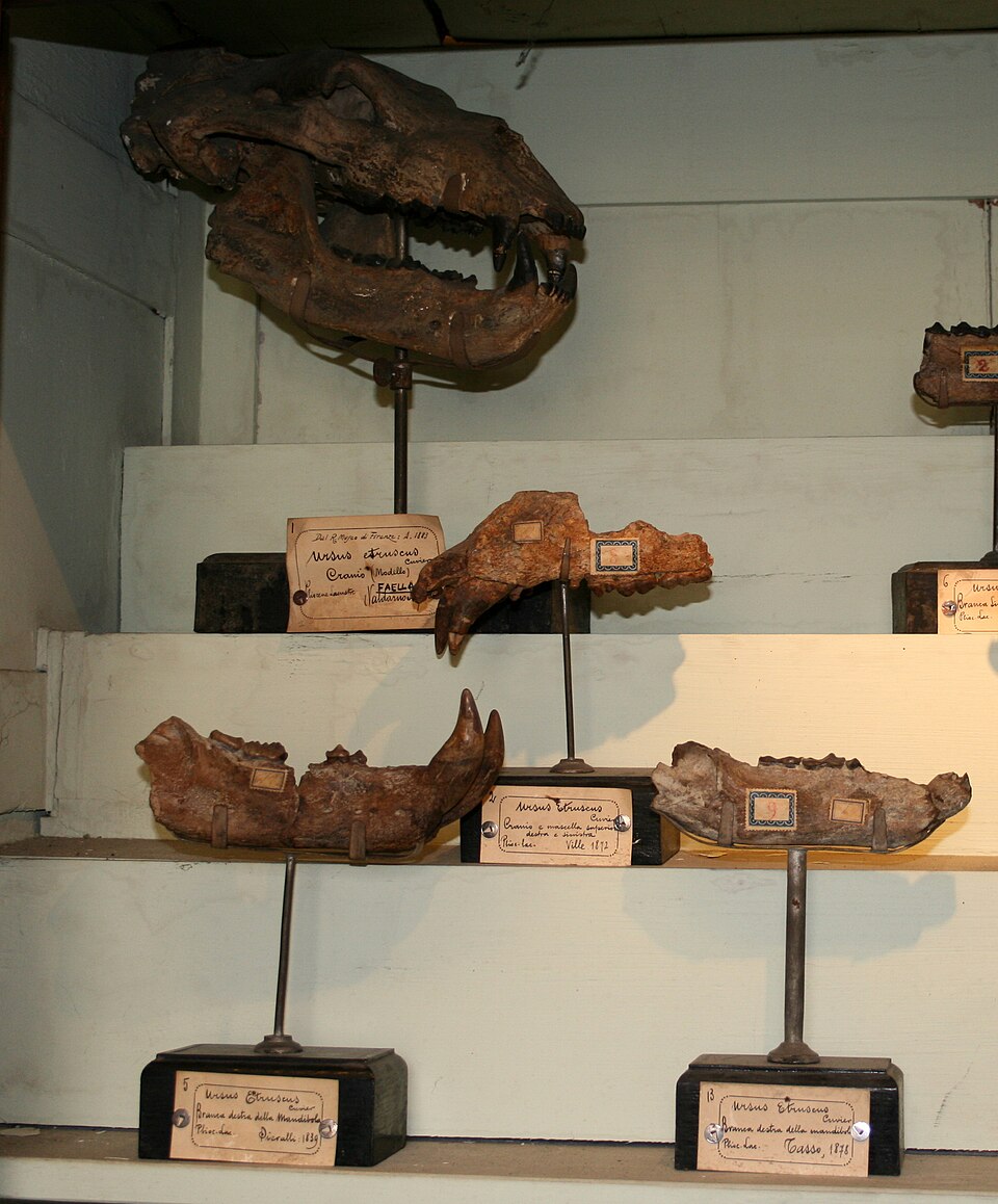 U. etruscus