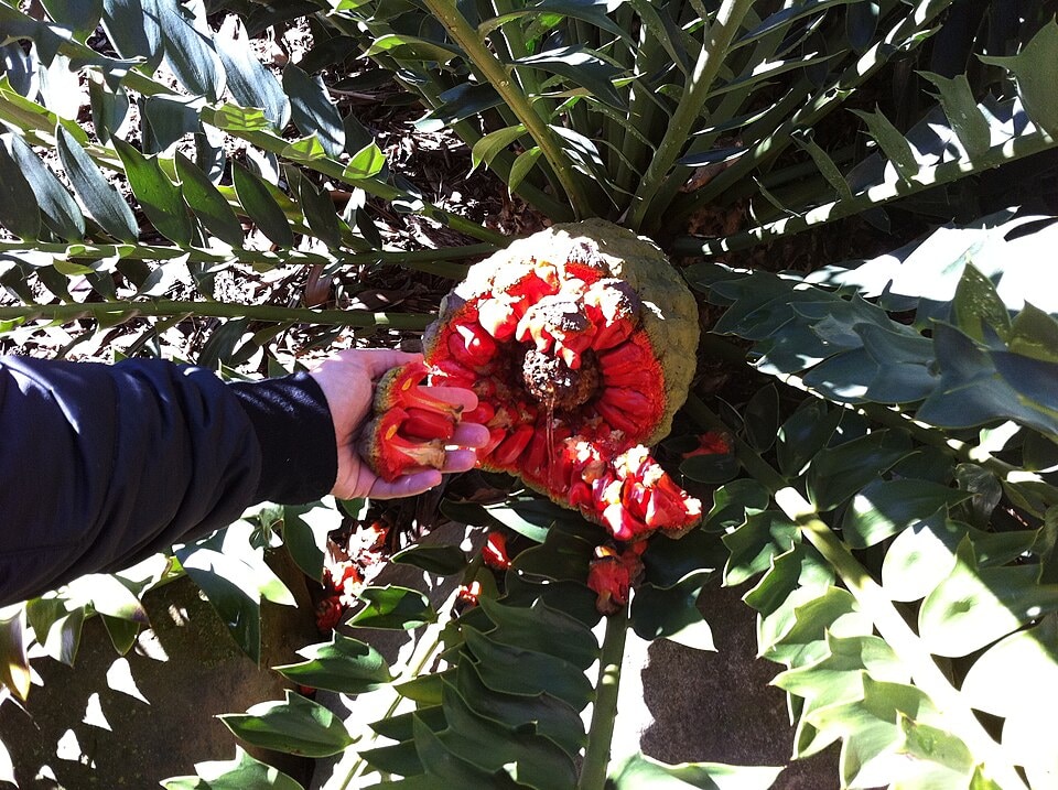 Encephalartos ituriensis