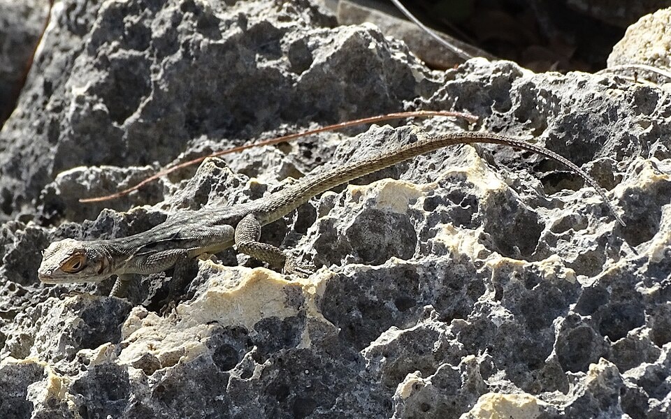 Oplurus saxicola