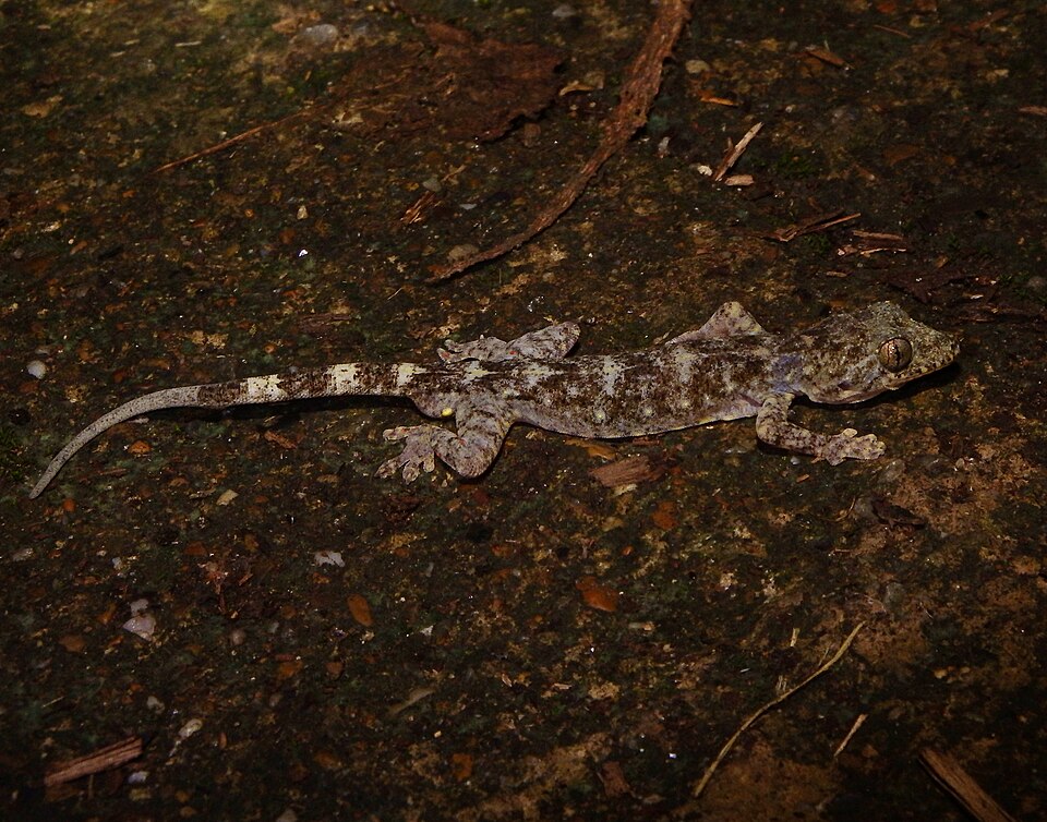 Adler's gecko
