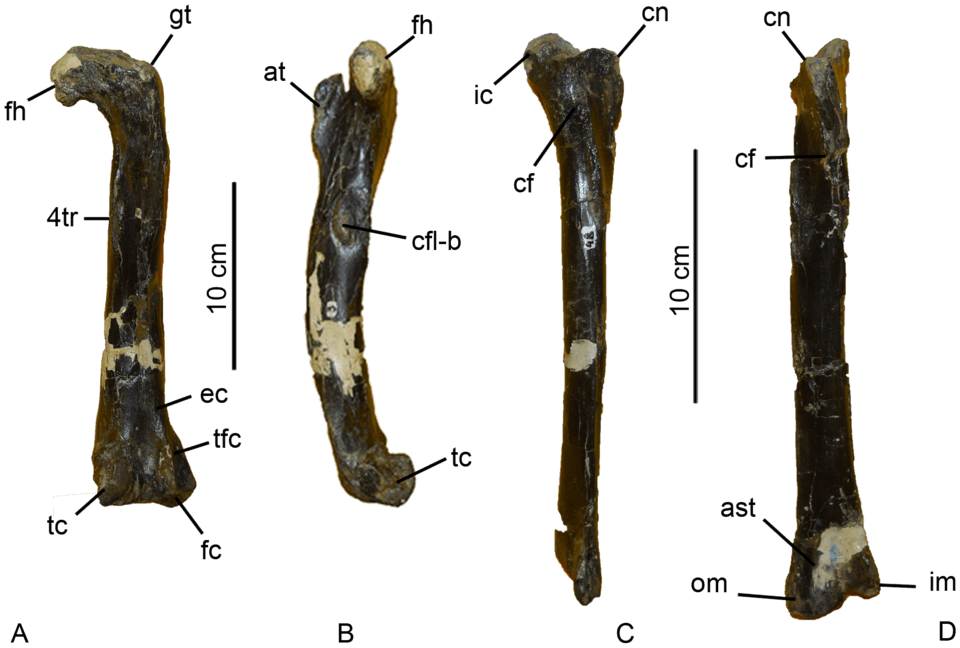 Aniksosaurus