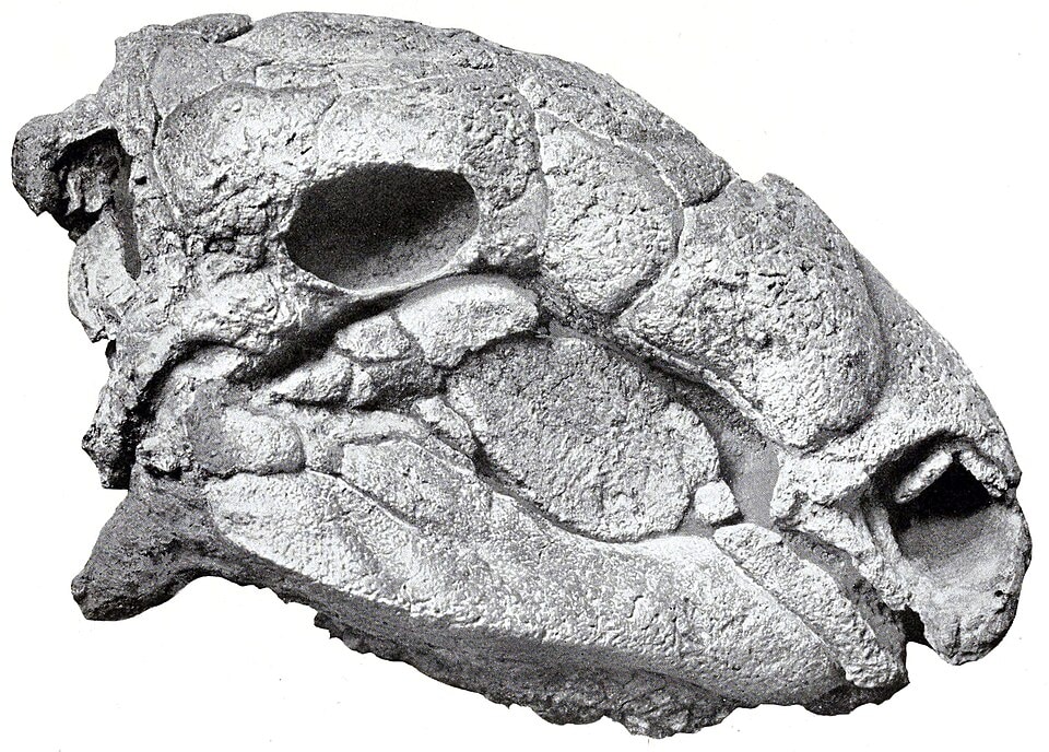 Panoplosaurus