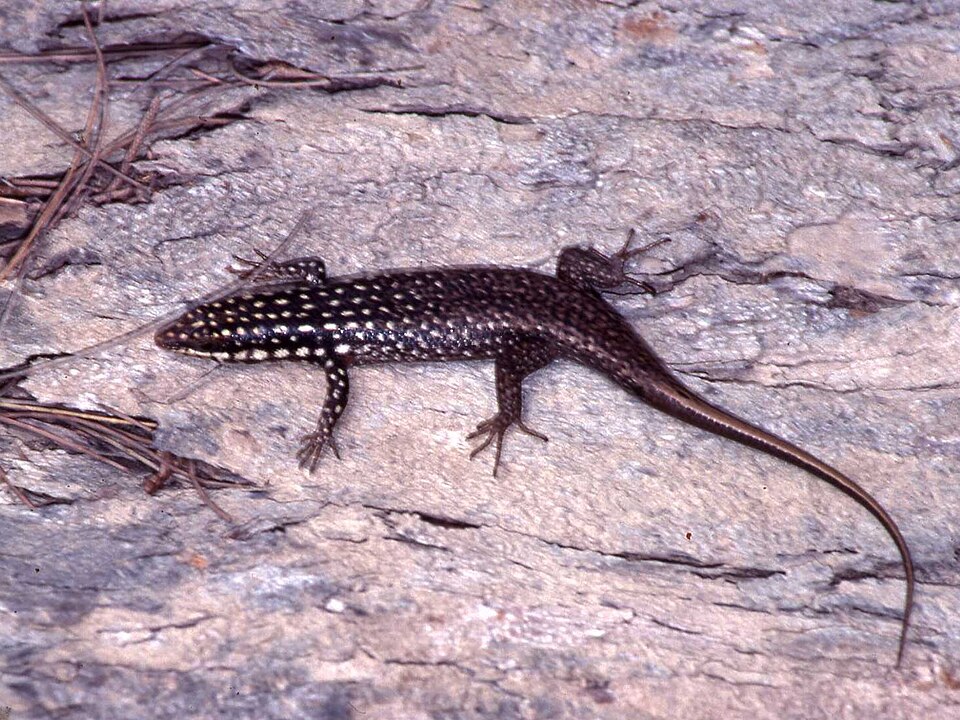 Trachylepis vezo