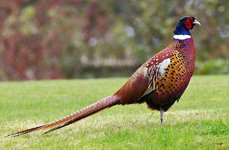 Pheasant Breeding Centre, Berwala