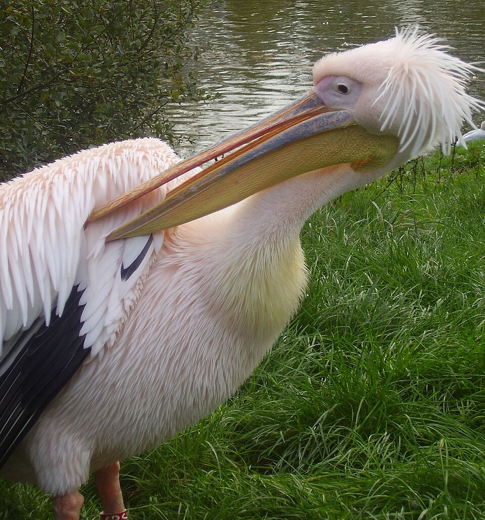 Blackpool Zoo Park