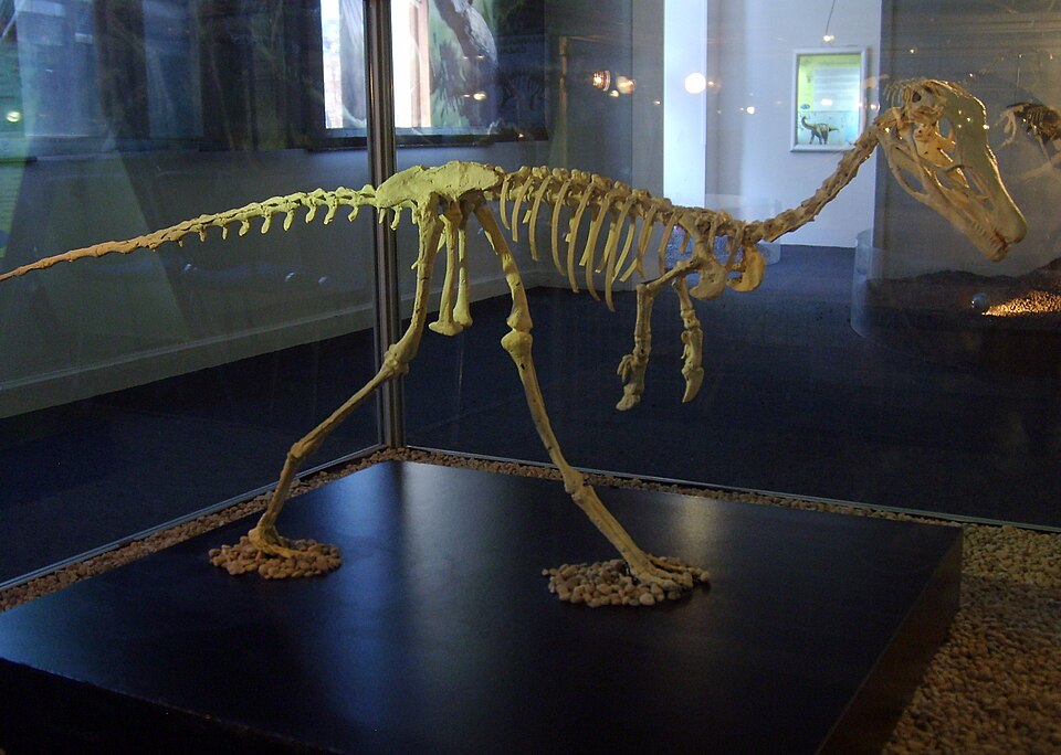Alvarezsaurus