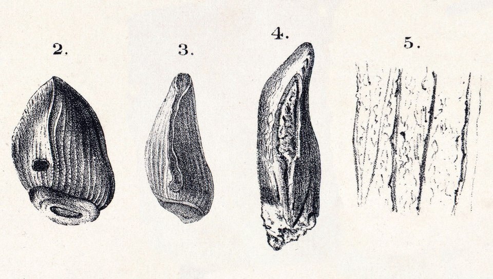 Cardiodon