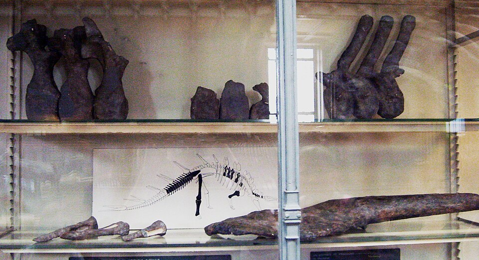 Loricatosaurus