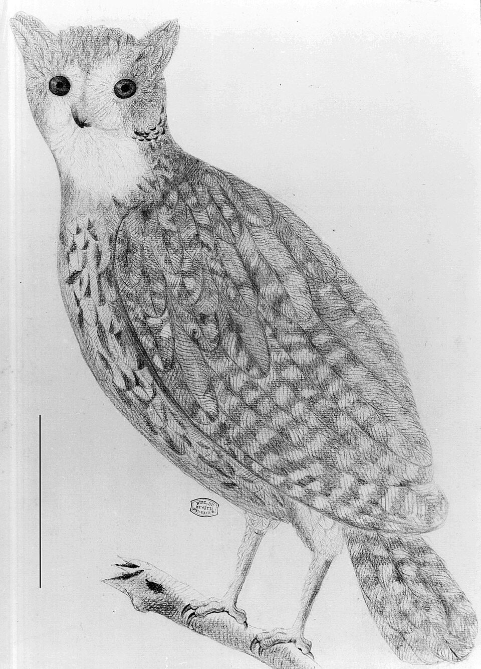 Mauritius scops owl