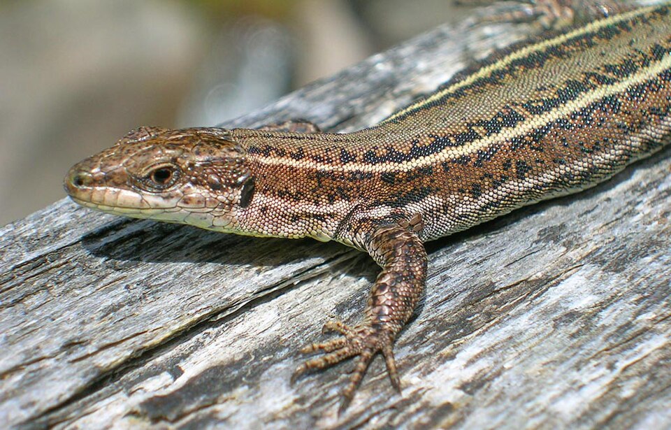 Podarcis atrata
