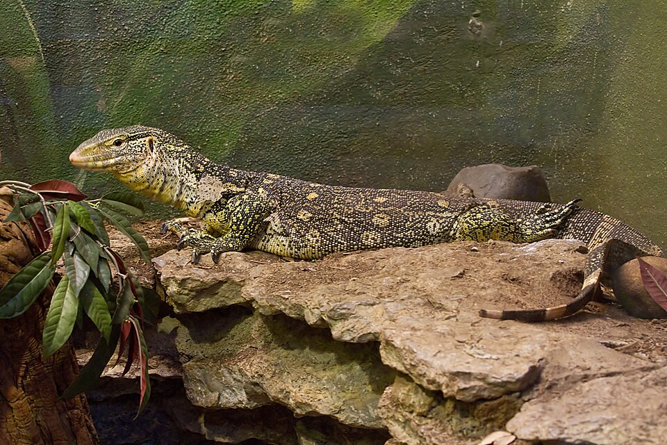Varanus ornatus