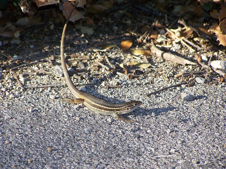 Psammodromus