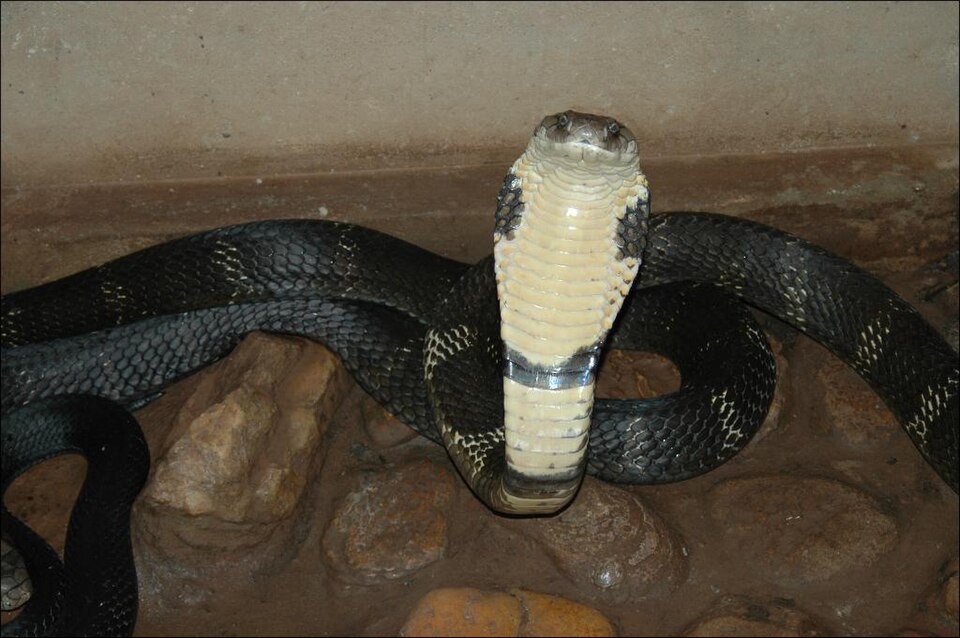 Elapidae